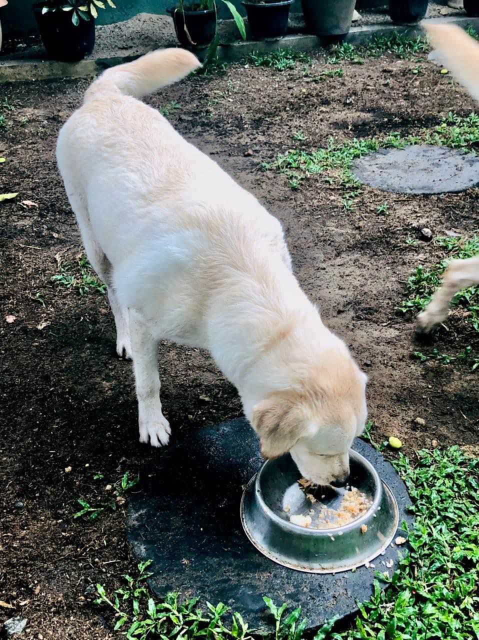 Animal Welfare Charities - Deserted Dogs Feed