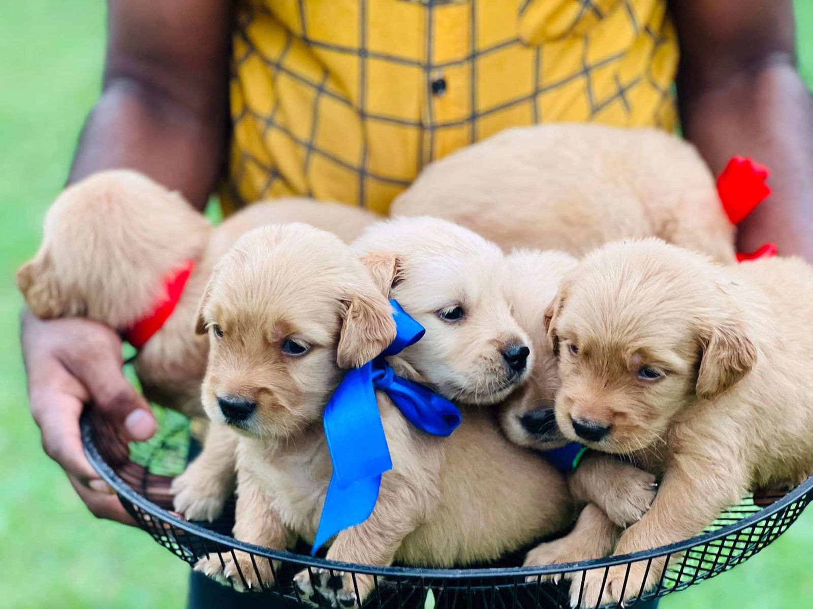 Deserted Dogs Feed is a nonprofit organization in Sri Lanka