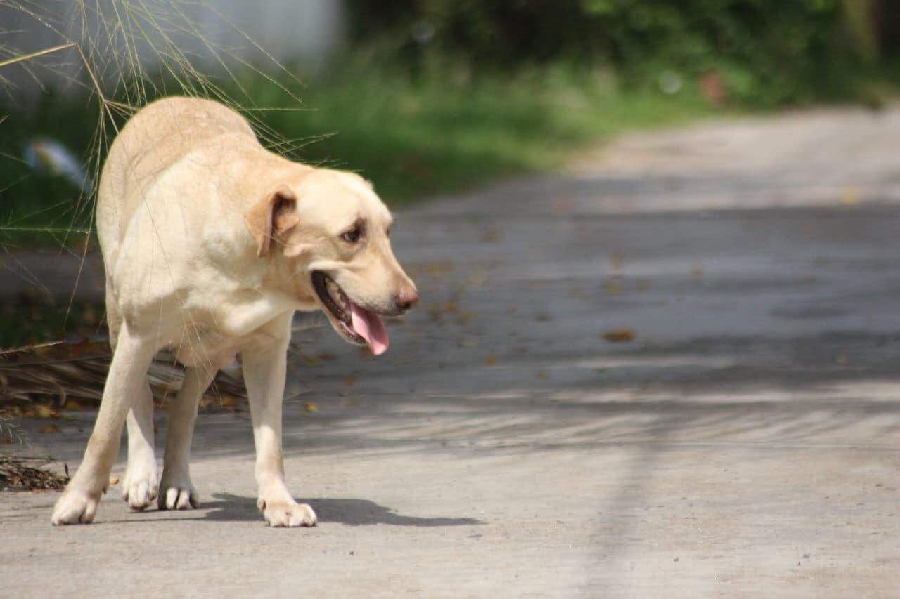 Animal Welfare Charities - Deserted Dogs Feed