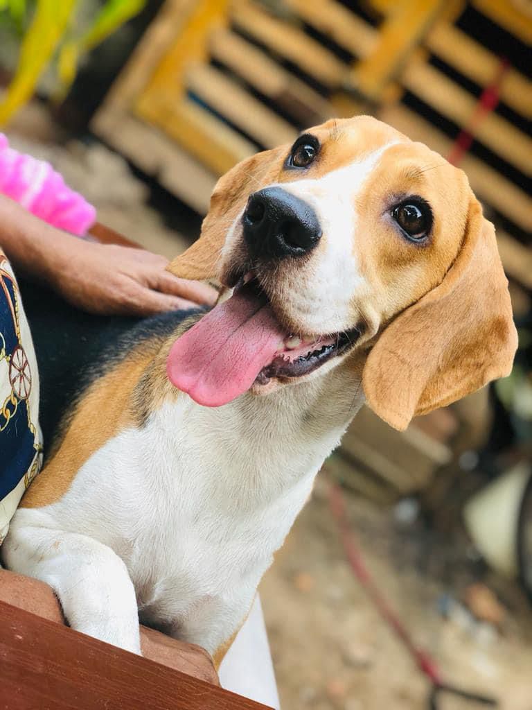 Deserted Dogs Feed is a nonprofit organization in Sri Lanka