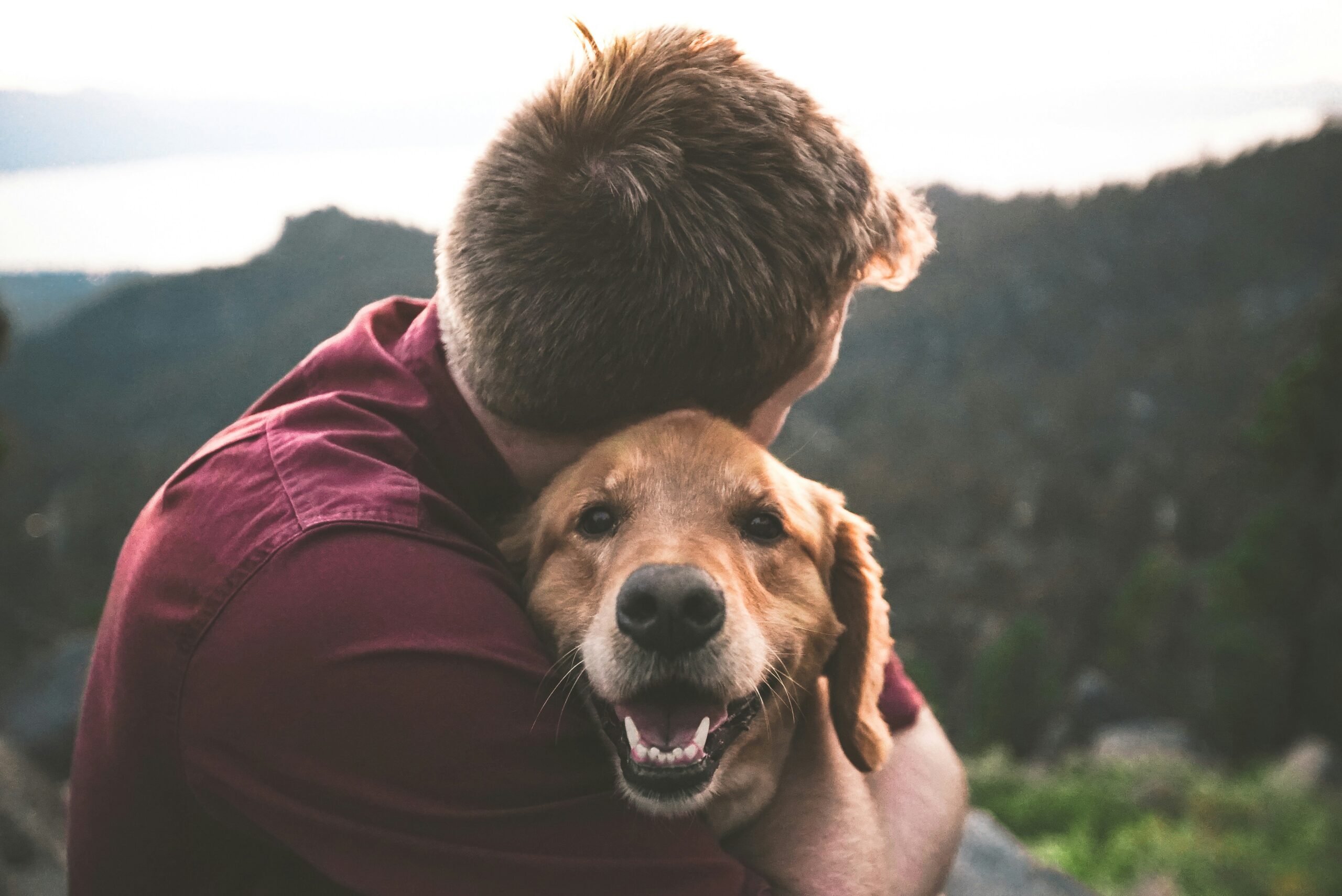 Deserted Dogs Feed Animal Society is a nonprofit organization that works to rescue and care for companion animals in need.