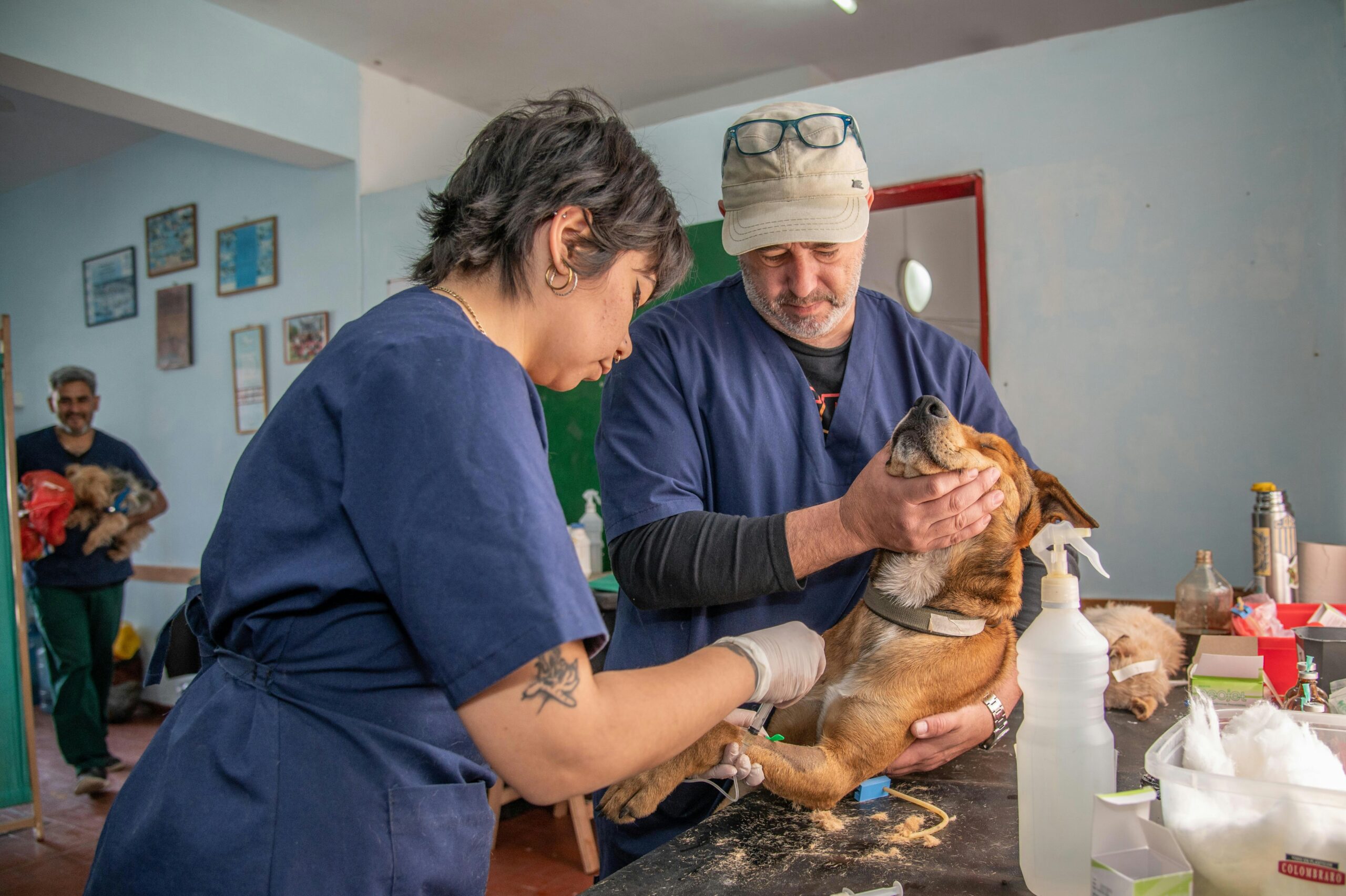 Deserted Dogs Feed Animal Society is a nonprofit organization that works to rescue and care for companion animals in need.