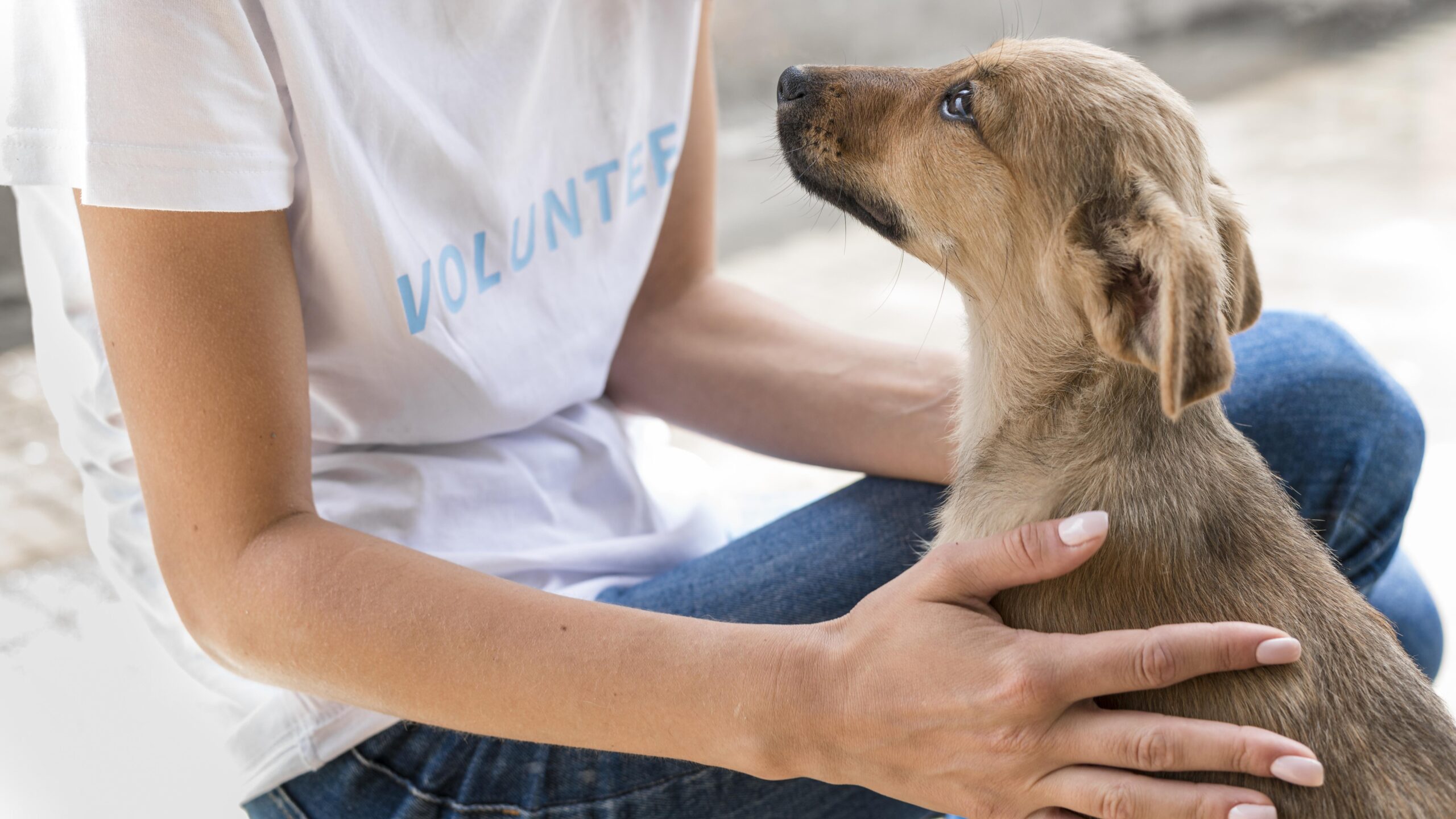 Deserted Dogs Feed Animal Society is a nonprofit organization that works to rescue and care for companion animals in need.